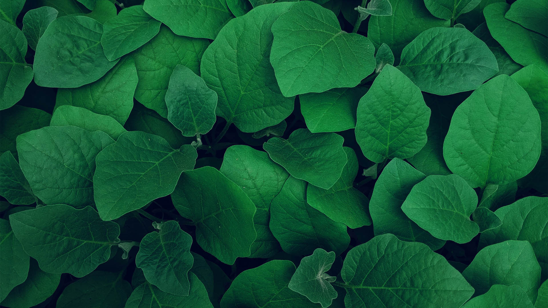 parallax background